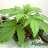 budgreenweed124