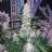 cbd4me