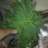 flabi20@yahoo.com