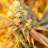 TheKushguy420