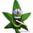Mr Kush