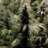 papasmurf420