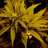 Cannabanana55