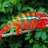 furcifer