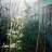 cypress01