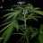 MrSmoker420