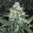 newgrower8302