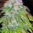 lovetotoke