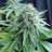 rotary hemp