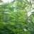 amateur grower