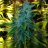 Joegrow87