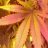 BioGanic