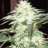 cannabiswizard420
