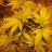 Caspers_garden