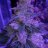 GFarm2nz