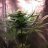 justastoner23