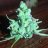 cannabidiol27