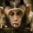 monkeyevolved