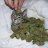 LittleMeows