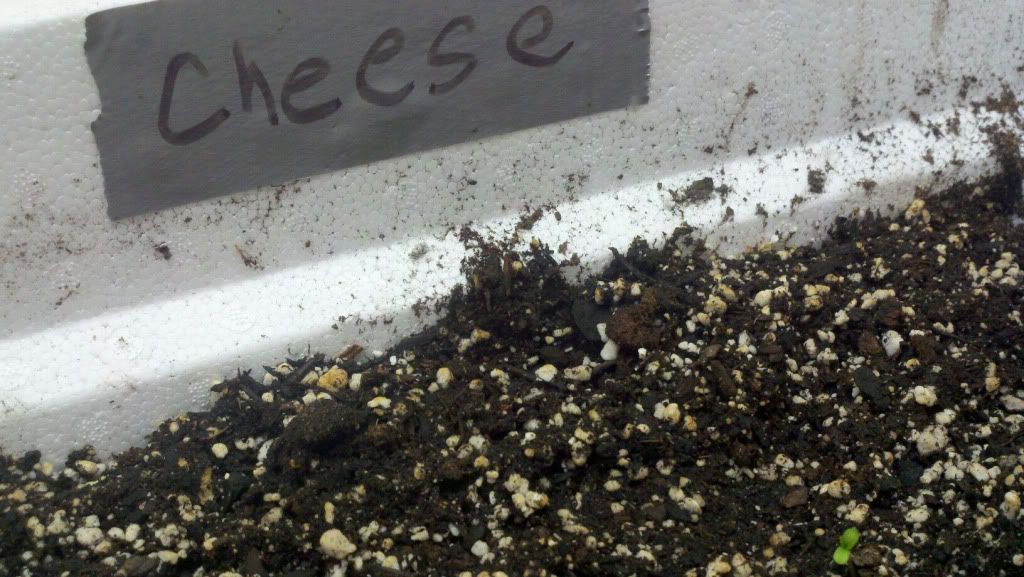 Cheese-Sprout.jpg