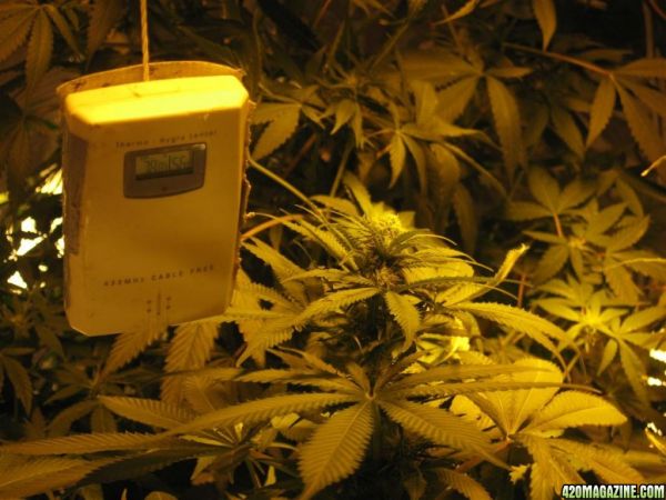 BB_CC_Grow_Update_Sep_13_43_.jpg