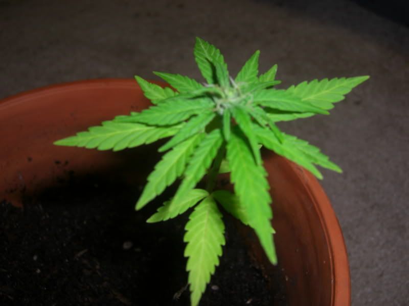 bud.jpg