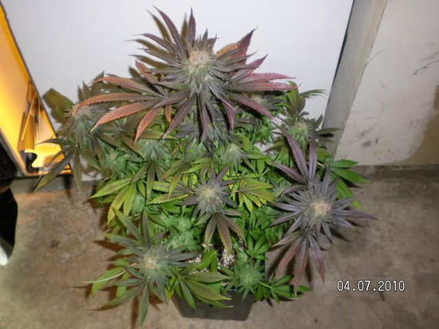 SANY0017.jpg