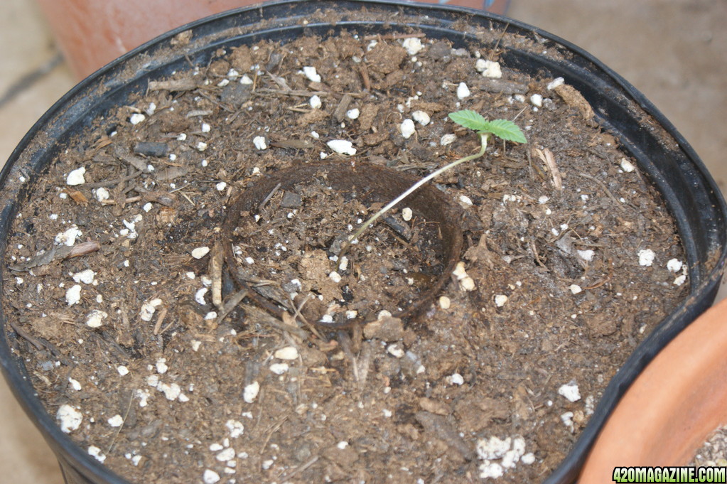 seedlings_0012.JPG