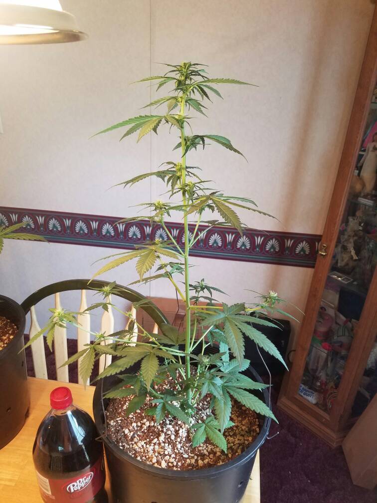 420-magazine-mobile185027071.jpg