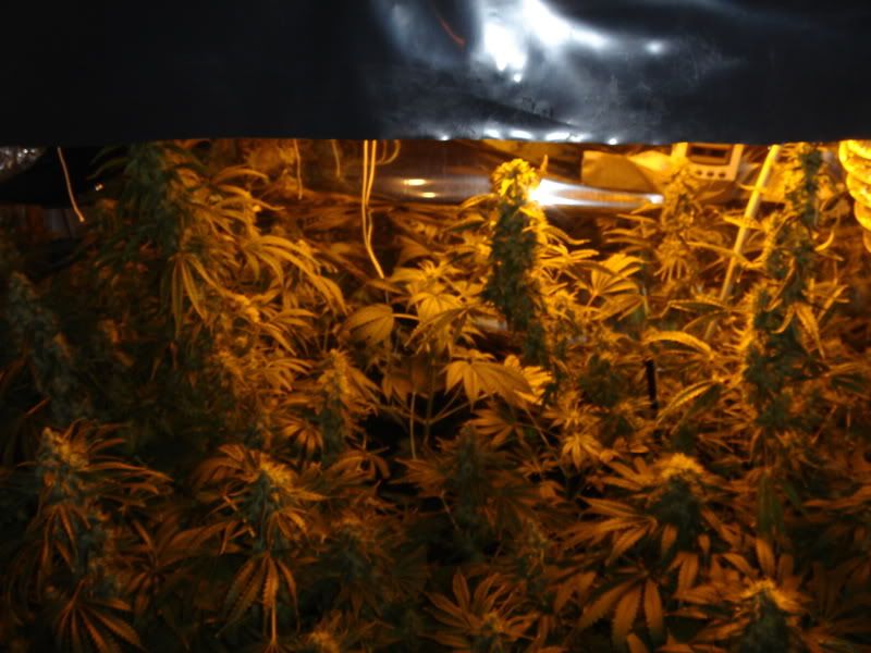 beforeharvest024.jpg
