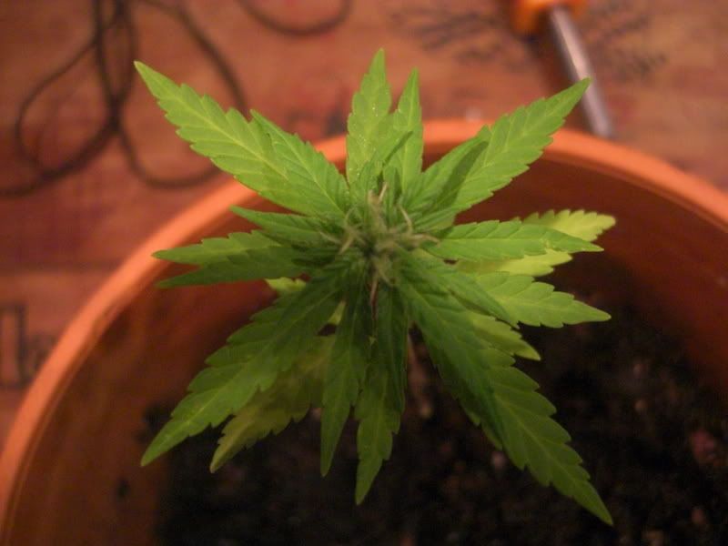 herb.jpg