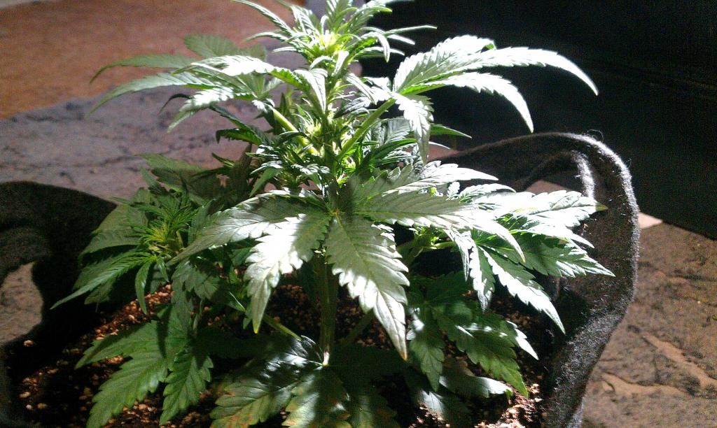 floweringat1andahalfweeks_zps308a3eaa.jpg