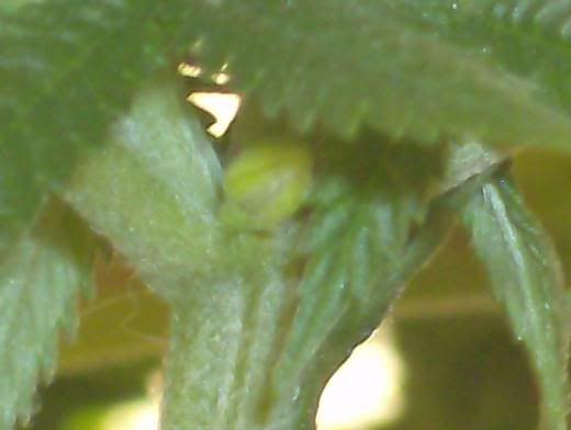 HPIM4469-Copy.jpg