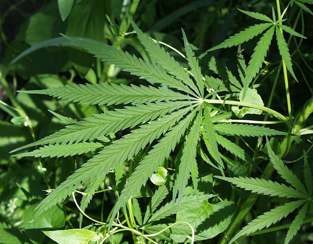 20060714161253%21Marijuana.jpg