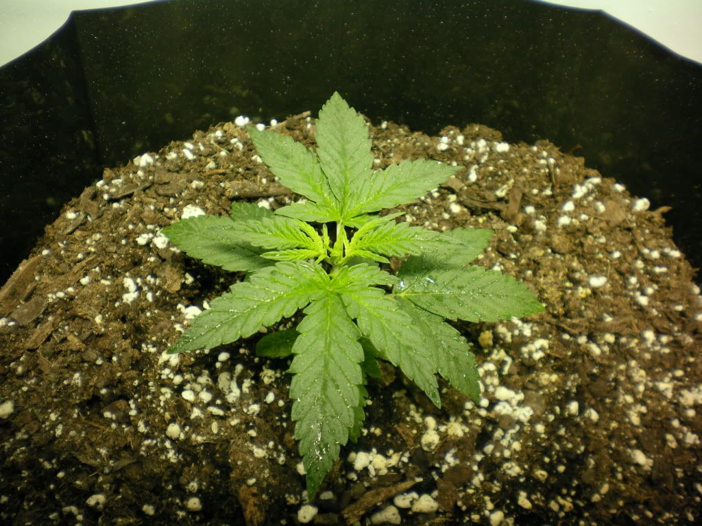 10-11-11004.jpg