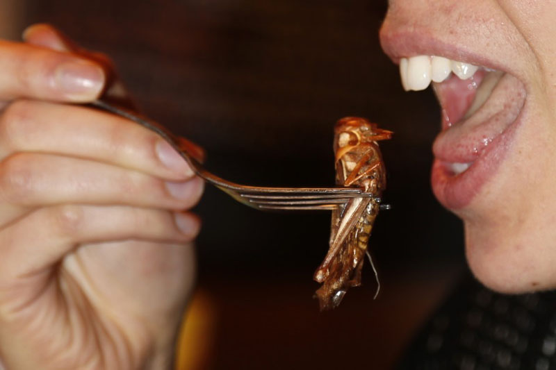 thai-grasshopper.jpg