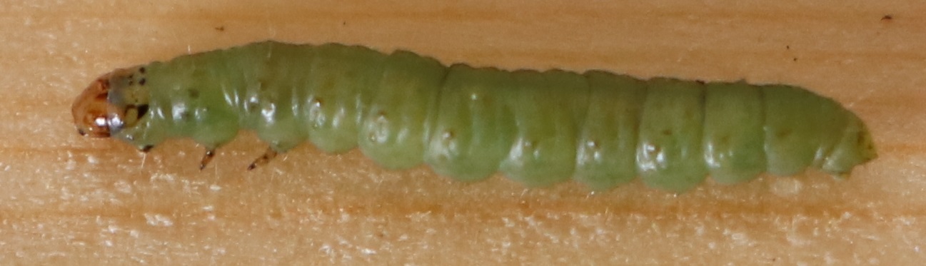 budworm.jpg