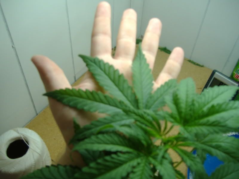 bud004.jpg