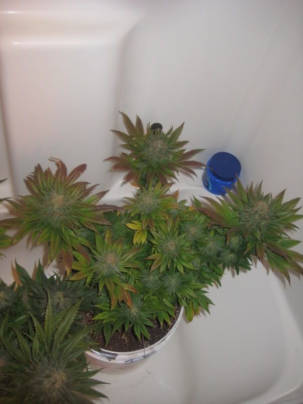 plants217.jpg