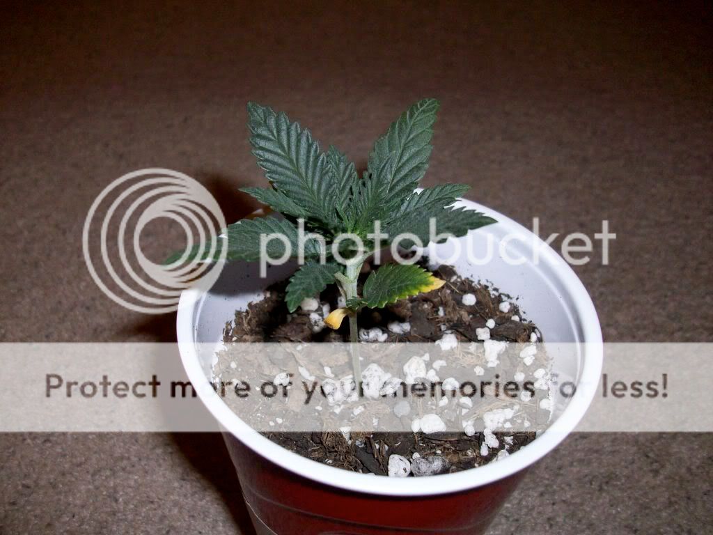Weed1.jpg