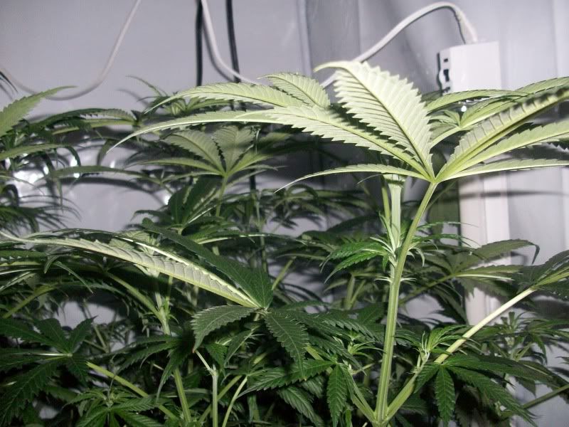21daysflower004.jpg