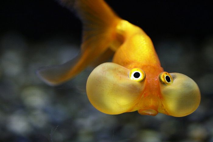 bubble_eye_goldfish_07.jpg