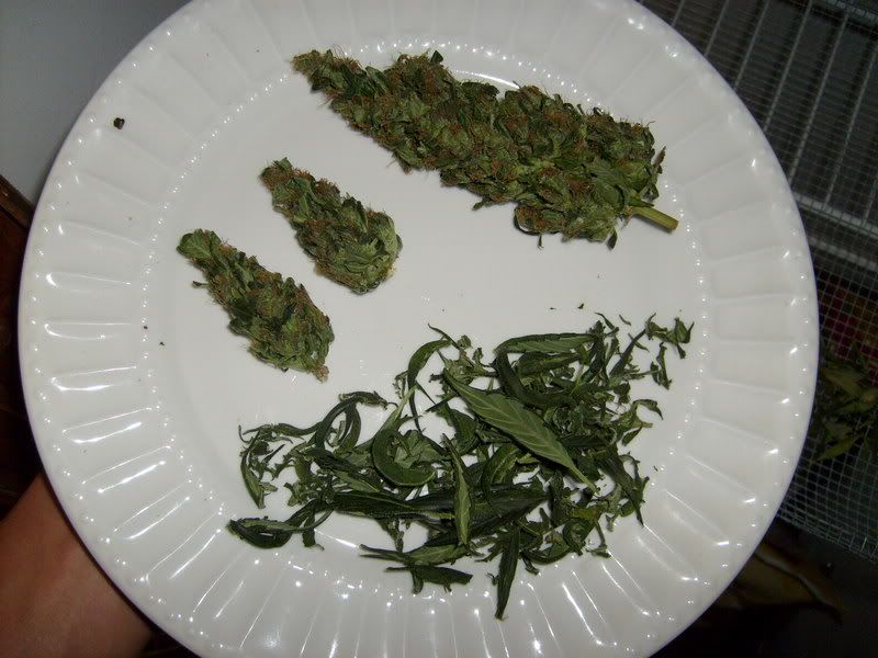 harvest001-1.jpg