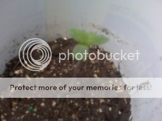 IMG00029.jpg