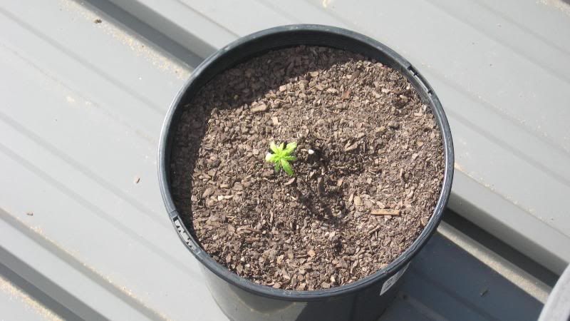 PLANTS007.jpg