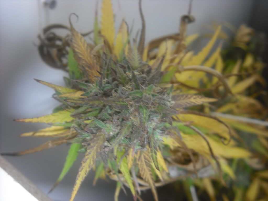 buds008.jpg