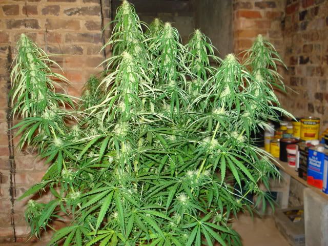 TSSLifeofPlant028.jpg