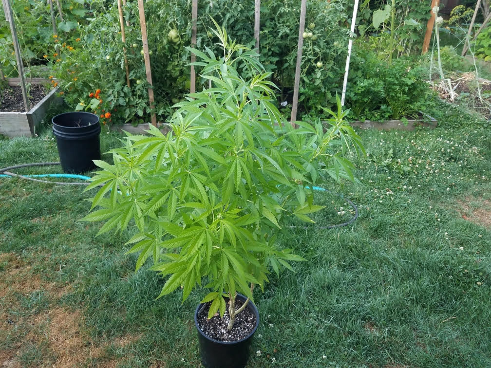 reversedreveg08092021.jpg