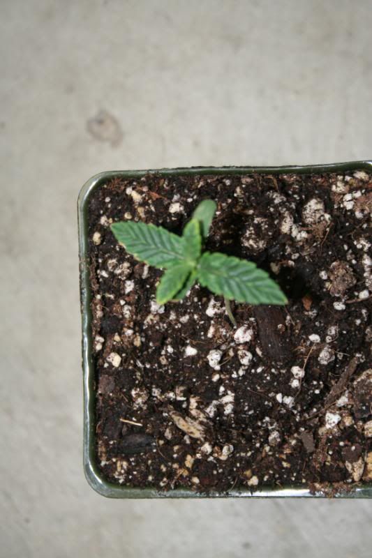 SeedlingsandClones001.jpg