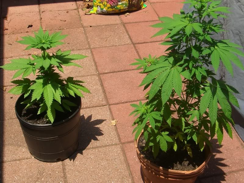marijuana014.jpg